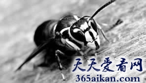 盘点世界上咬人最疼的十种昆虫是哪些？世界上咬人最疼的十种昆虫介绍