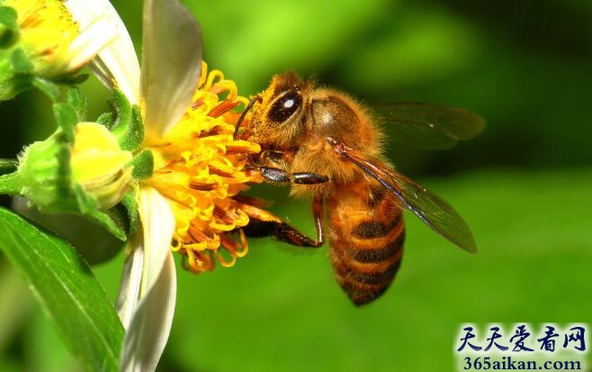 盘点世界上咬人最疼的十种昆虫是哪些？世界上咬人最疼的十种昆虫介绍