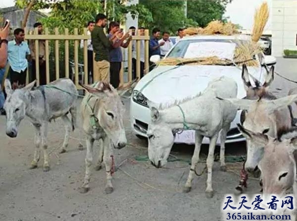 印度阿三又开挂啦！印度男子新买豪车用驴子拉