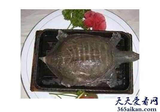 中国最残忍的菜之一：铁板甲鱼