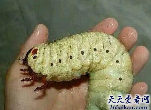 盘点中国最恐怖最诡异的十大蛊术是哪些？中国最恐怖最诡异的十大蛊术介绍