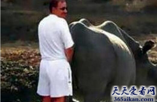 世界上最凶残的男人，菲律宾男子因强暴母牛致其怀孕被捕