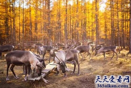 揭秘中国最后一个驯鹿部落，即将消失
