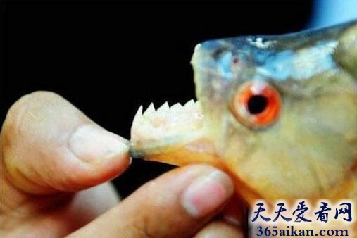 世界十大最可怕的淡水动物，凶猛的食人鱼位列榜首！
