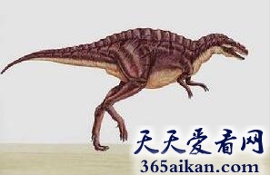 高脊龙