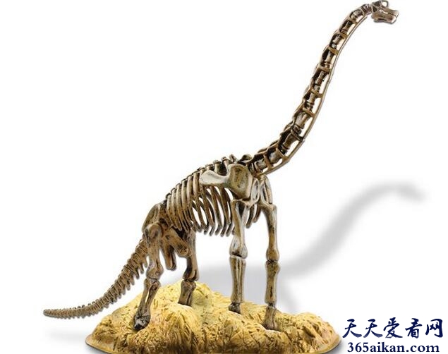 世界最高的恐龙骨架模型：腕龙骨架模型