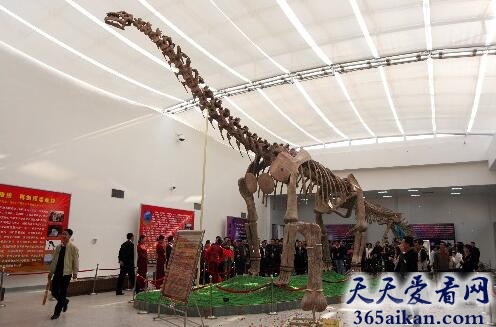 中国十大最著名的恐龙化石，带你走进远古恐龙世界