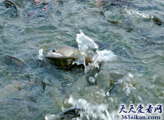 新中国第一部在国际获奖的科教片：淡水养鱼