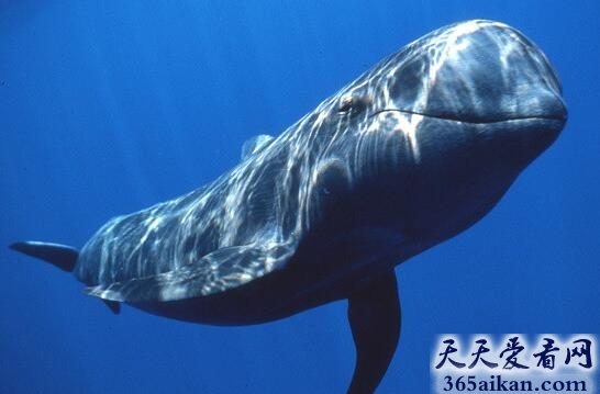盘点海洋中速度最快的十大生物，蓝枪鱼时速110km可比小车！