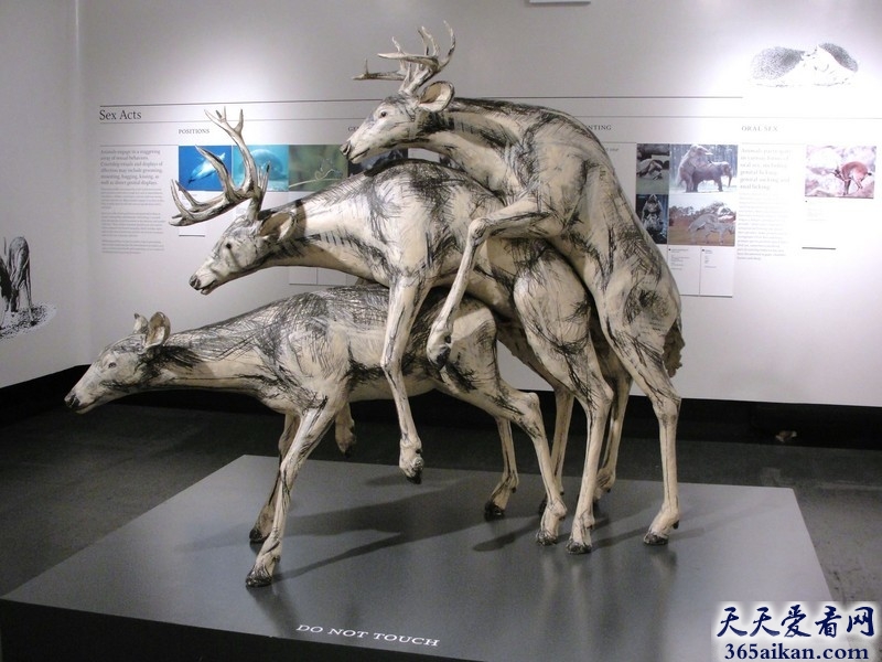 盘点全球最著名十大性博物馆有哪些？
