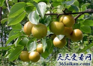 百里洲砂梨