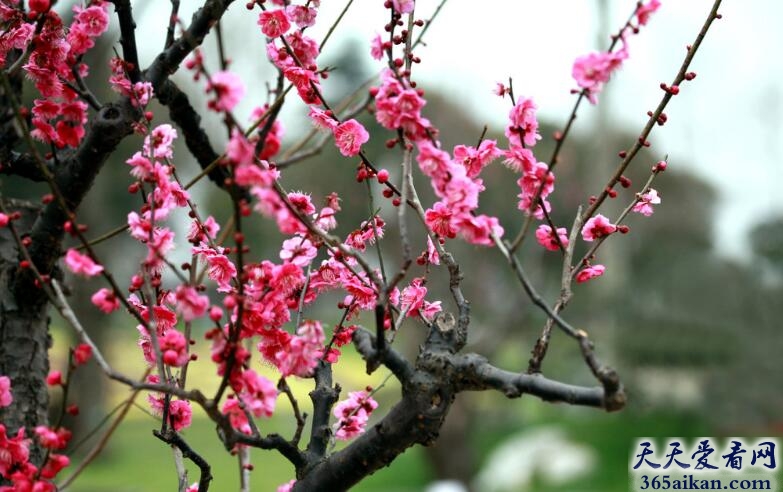 中国十大名花分别是哪些？中国十大名花图片欣赏