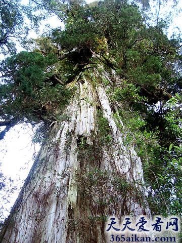世界十颗最古老树木的是那些？让您流连忘返