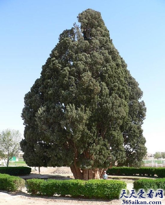 世界十颗最古老树木的是那些？让您流连忘返