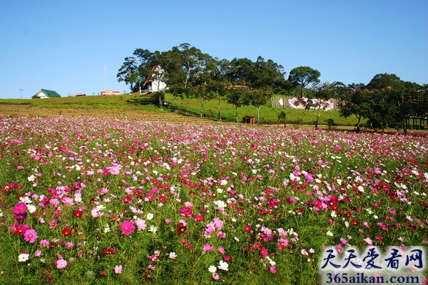 盘点全球最美的花海有哪些？全球最美的花海图片赏析