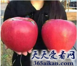 世界上最大的苹果有多大？