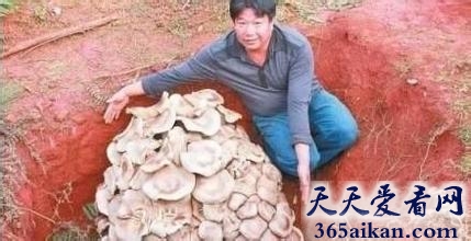 世界上最大的蘑菇，像雨伞一样