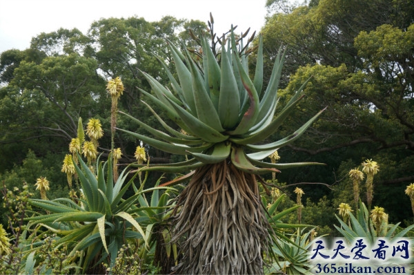 盘点世界最美十大植物园有哪些？世界最美十大植物园图片赏析