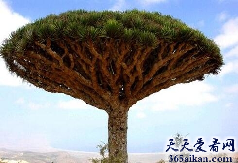 鬼斧神工的大自然：世界十大最奇特的树