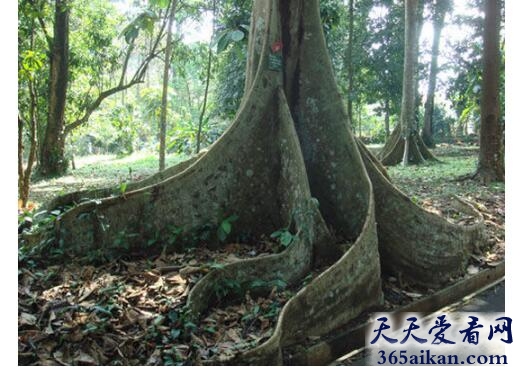 竟然能吃人！世界上最可怕的植物：奠柏