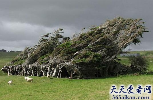 新西兰风吹树1.jpg