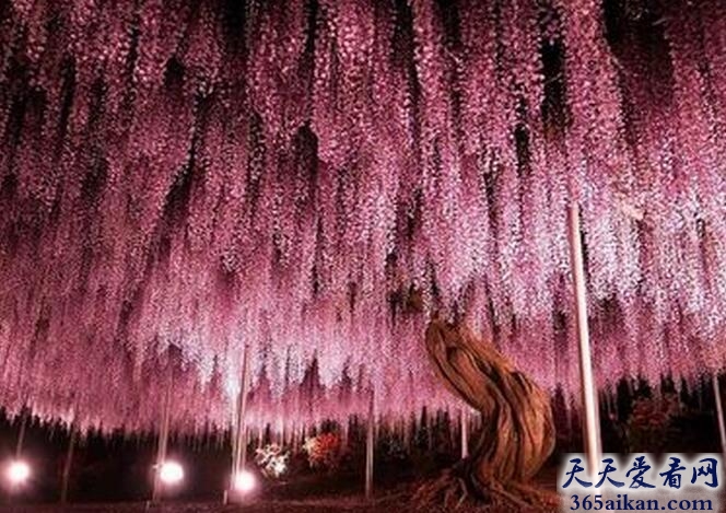 日本144年树龄的紫藤1.jpg