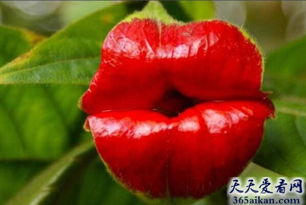 世界上外形最奇特的花：嘴唇花