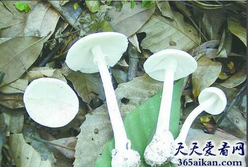 全球最毒的蘑菇：致命白毒伞