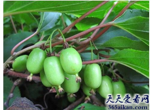 世界上最为稀少的植物:藤枣