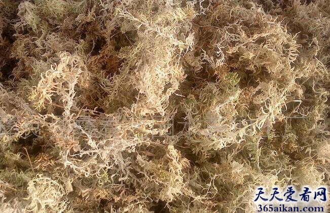 世界上吸水性最强的植物——泥炭藓
