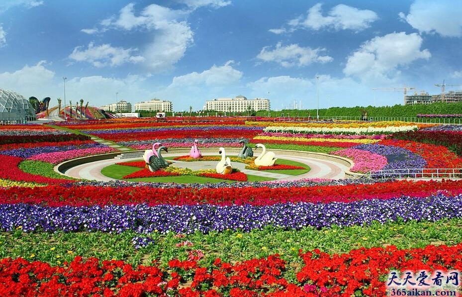 世界上最大的花园：迪拜奇迹花园