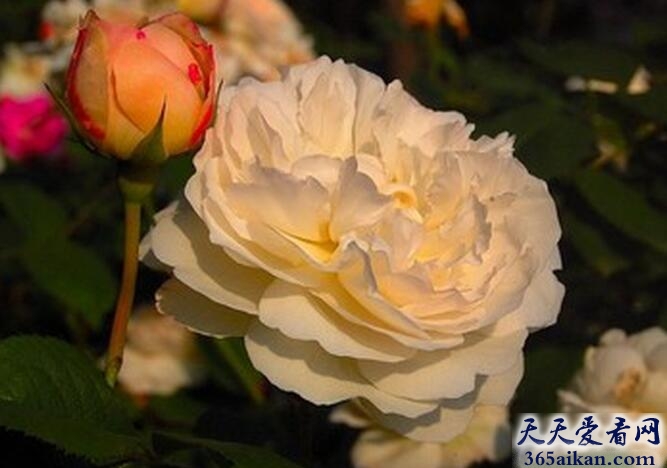 世界上颜色变化最多的花——弄色木芙蓉