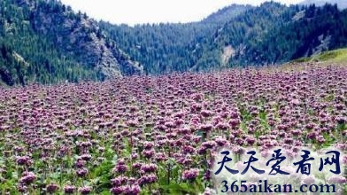 中国新疆的十大花海是哪些？中国新疆的十大花海美图赏析