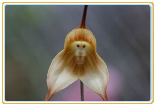 世界上长得像动物的兰花是哪一种？