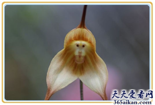 世界上长得像动物的兰花是哪一种？