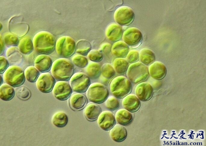 地球上最早的生命之一——小球藻
