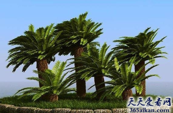 世界上含淀粉最多的植物——西谷椰子树
