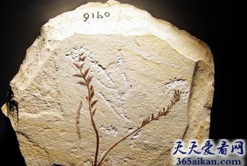 世界上最早的被子植物——辽宁古果