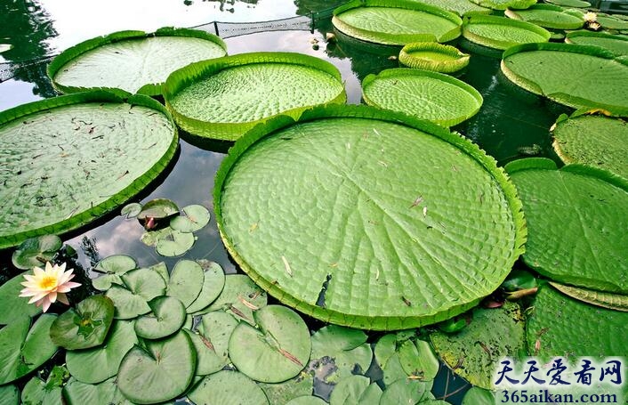 世界上最大的水生植物叶子——王莲