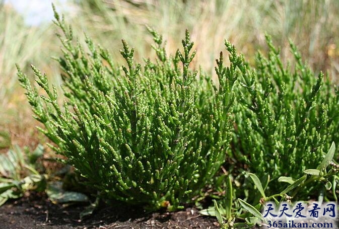 世界上最耐盐碱土的植物——盐角草