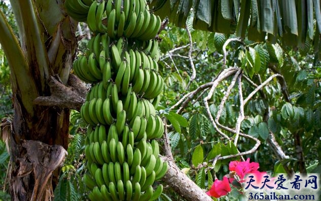 世界上香蕉最多的香蕉树是哪个？世界上香蕉最多的香蕉树介绍