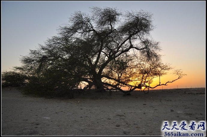 细数全球最罕见的十种树是哪些？全球最罕见的十种树介绍