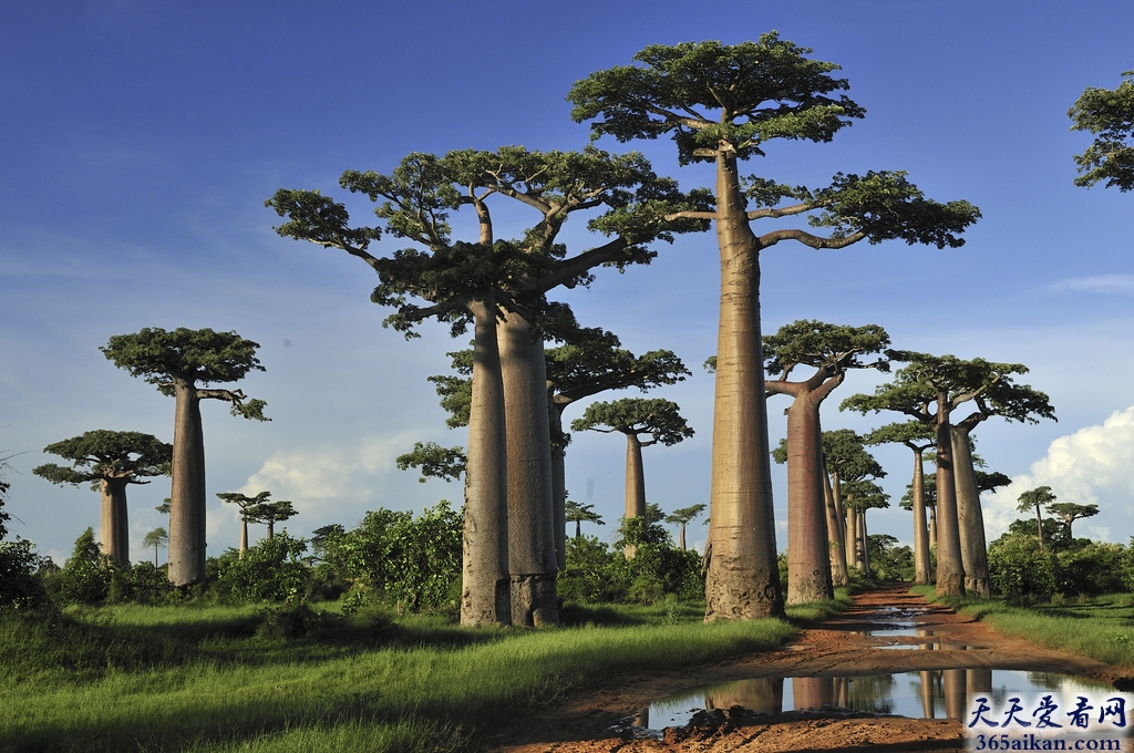 细数全球最罕见的十种树是哪些？全球最罕见的十种树介绍