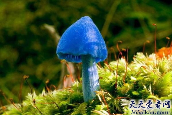 世界上最毒的十种蘑菇有哪些？世界上最毒的十种蘑菇图片介绍
