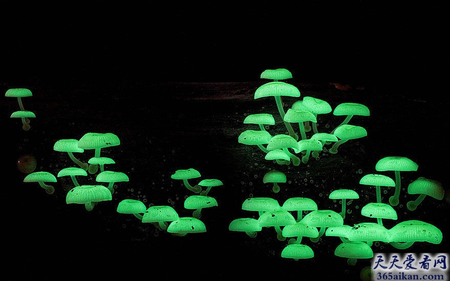 世界上最毒的十种蘑菇有哪些？世界上最毒的十种蘑菇图片介绍