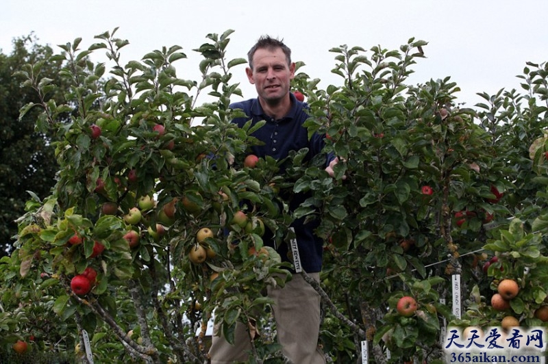 世界上最神奇的果树，英男子培育神奇果树 一棵结出250种苹果
