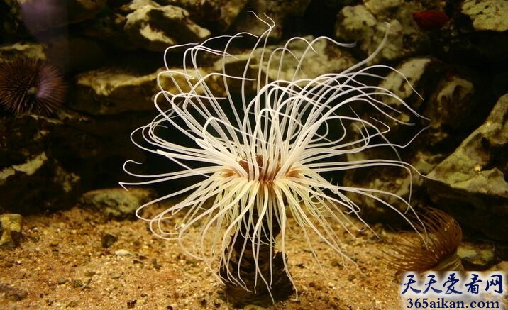 世界上最神奇的生物，既是动物又是植物的“海葵”