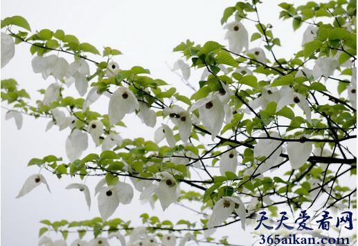 享誉国际！植物界的活化石：中国鸽子树