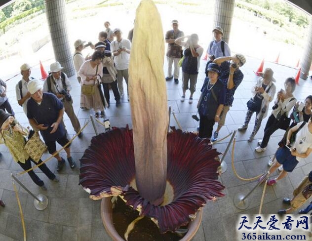 巨花魔芋