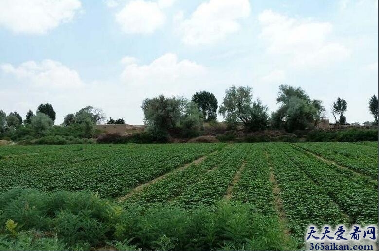 中国最大的沙生植物园：民勤沙生植物园